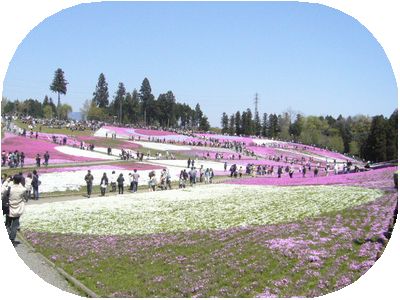 芝桜　羊山公園.JPG