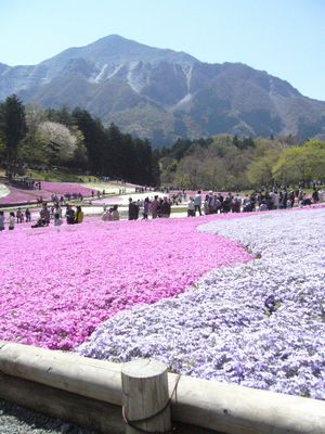 芝桜２.JPG