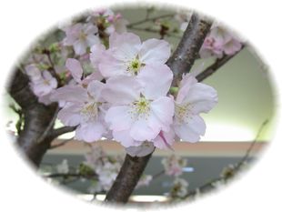 桜-1.jpg