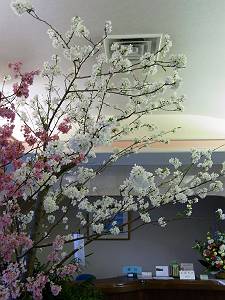 桜-3.JPG