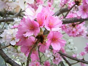 満開の桜-3.JPG
