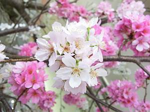 満開の桜-7.JPG