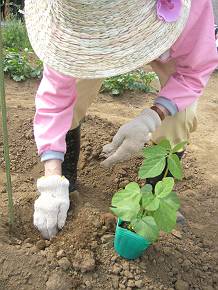 苗を植えました-2.JPG