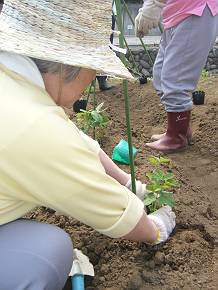 苗を植えました-3.JPG