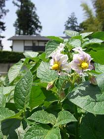 じゃが芋の花.JPG