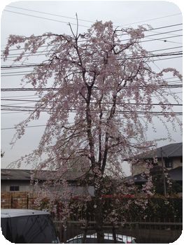 病院受付・花2.jpg