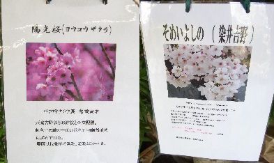 桜4.JPG