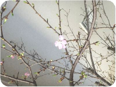 桜1.JPG