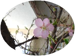 桜4.JPG