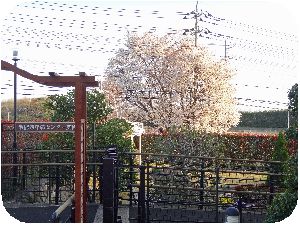庭園横の八重桜.jpg