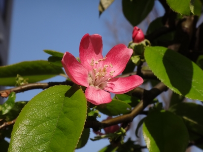 病院受付・花梨