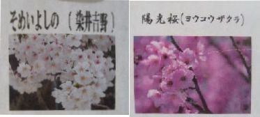 桜5.jpg