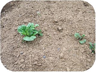 じゃが芋の芽-1.jpg