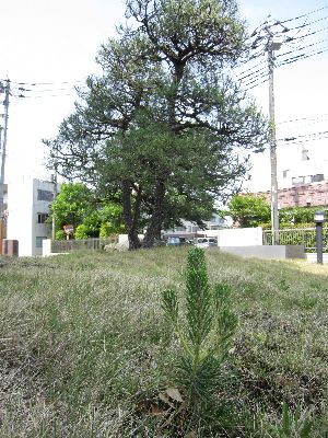 松の木1.jpg
