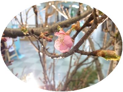 桜(3).JPG