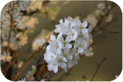 お花見喫茶(1).JPG