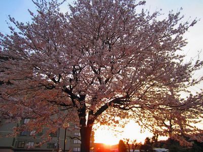 夕陽に染まる桜.jpg